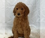 Small Photo #6 Poodle (Standard) Puppy For Sale in DUNDEE, OH, USA