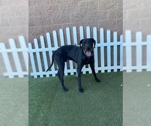 Great Dane Dogs for adoption in Modesto, CA, USA