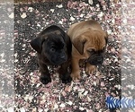 Small Photo #5 Cane Corso-Dogue de Bordeaux Mix Puppy For Sale in GIG HARBOR, WA, USA