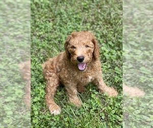 Goldendoodle Puppy for sale in CAMDEN, OH, USA