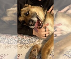 Scout - Male German Shepherd Dog-Unknown Mix Dog for Adoption - Photo #2