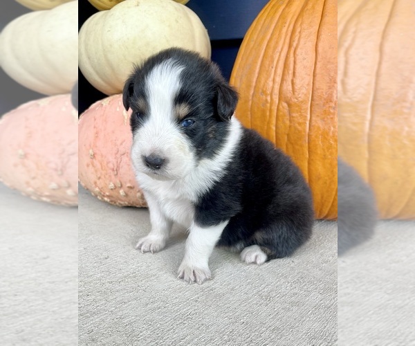 Medium Photo #2 Australian Shepherd Puppy For Sale in LODA, IL, USA
