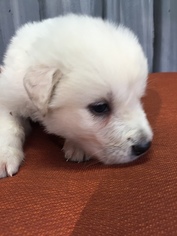 Great Pyrenees Puppy for sale in ARCHBOLD, OH, USA