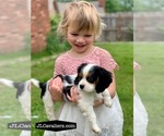 Image preview for Ad Listing. Nickname: Litter of 5