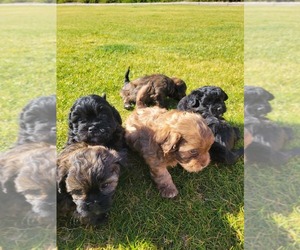 ShihPoo Puppy for sale in GILBERT, AZ, USA