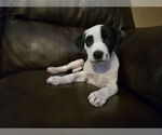 Small American Pit Bull Terrier-Labrador Retriever Mix