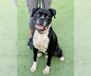 Boxer Dogs for adoption in Austin, TX, USA