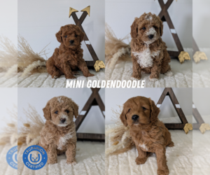 Goldendoodle (Miniature) Puppy for Sale in GOSHEN, Indiana USA