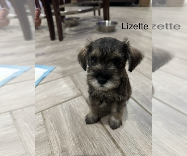 Medium Photo #1 Schnauzer (Miniature) Puppy For Sale in CITRUS HEIGHTS, CA, USA