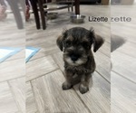Puppy Lizette Schnauzer (Miniature)