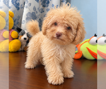 BichPoo puppies - Male Bichpoo Puppy for Sale - Photo #40