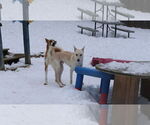 Small #28 Saluki-Whippet Mix