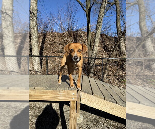 Medium Photo #12 Mutt Puppy For Sale in Elmsford, NY, USA