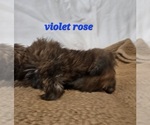 Small #2 Shih Tzu
