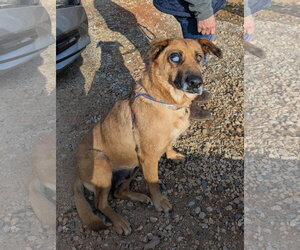 Brandie - Female German Shepherd Dog-Unknown Mix Dog for Adoption - Photo #6