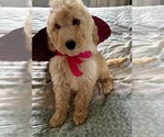 Small Photo #15 Goldendoodle Puppy For Sale in PENSACOLA, FL, USA