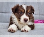 Small Photo #13 Miniature Australian Shepherd Puppy For Sale in O NEALS, CA, USA