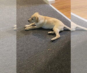 Labrador Retriever-Unknown Mix Dogs for adoption in Aurora, IN, USA