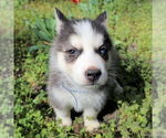 Small #3 Siberian Husky