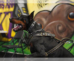 Small #10 Doberman Pinscher