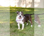 Small #6 American Staffordshire Terrier Mix