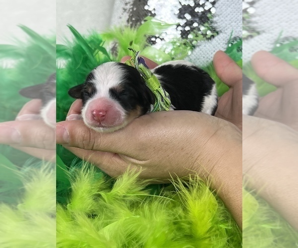 Medium Photo #1 Bernedoodle (Miniature) Puppy For Sale in BULLARD, TX, USA