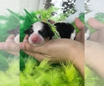 Small Photo #1 Bernedoodle (Miniature) Puppy For Sale in BULLARD, TX, USA