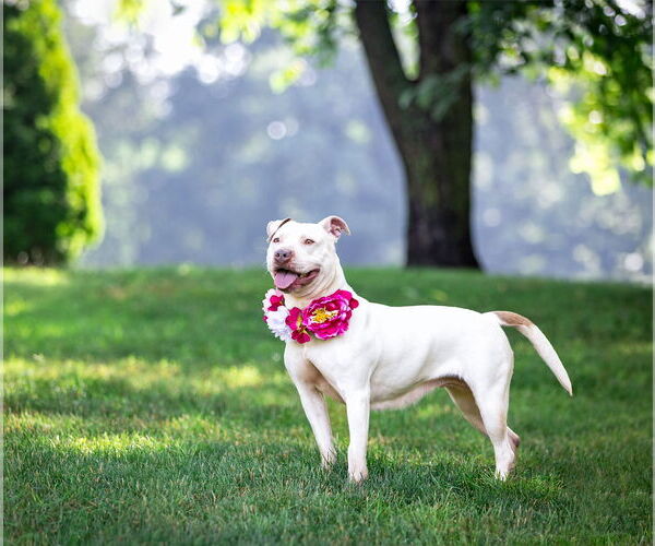 Medium Photo #7 Mutt Puppy For Sale in Unionville, PA, USA