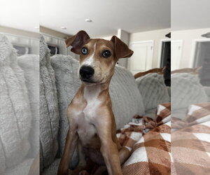 Penny - (P litter) - Female Doberman Pinscher-Great Pyrenees Mix Dog for Adoption - Photo #2