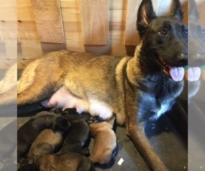 Mother of the Belgian Malinois puppies born on 11/15/2021