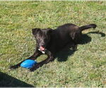 Small Labrador Retriever