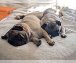 Small #6 Pug