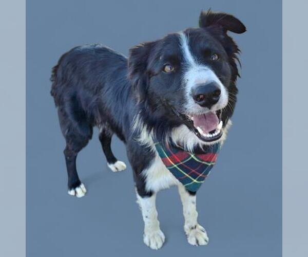 Medium Photo #1 Border Collie Puppy For Sale in Bakersfield, CA, USA