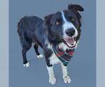 Small Border Collie
