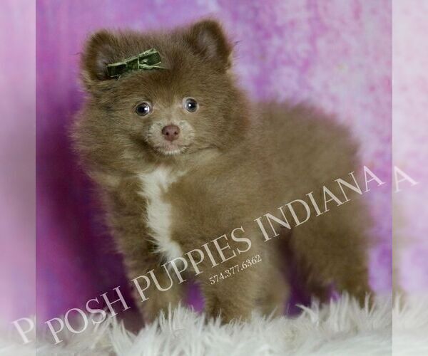 Medium Photo #4 Pomeranian Puppy For Sale in WARSAW, IN, USA