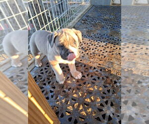 Cane Corso-English Bulldog Mix Puppy for sale in MONROE, NC, USA