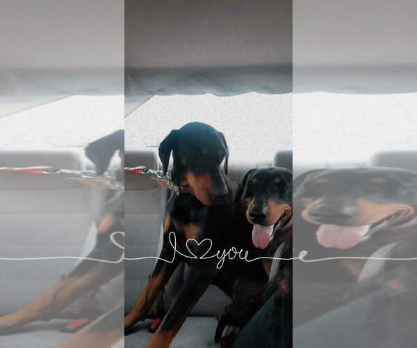 Medium Photo #8 Doberman Pinscher-Unknown Mix Puppy For Sale in Escondido, CA, USA