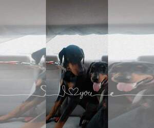 Beta - Female Doberman Pinscher-Unknown Mix Dog for Adoption - Photo #8