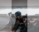 Small Photo #8 Doberman Pinscher-Unknown Mix Puppy For Sale in Escondido, CA, USA
