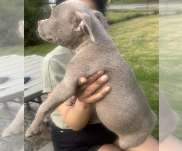 Medium Photo #17 American Bully Puppy For Sale in LAKE STATION, IN, USA
