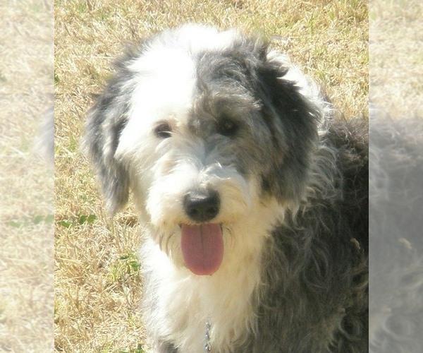 Medium Photo #1 Sheepadoodle Puppy For Sale in ASPERMONT, TX, USA