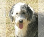 Small Photo #1 Sheepadoodle Puppy For Sale in ASPERMONT, TX, USA