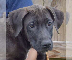 Boo - Male Unknown-Vizsla Mix Dog for Adoption - Photo #5