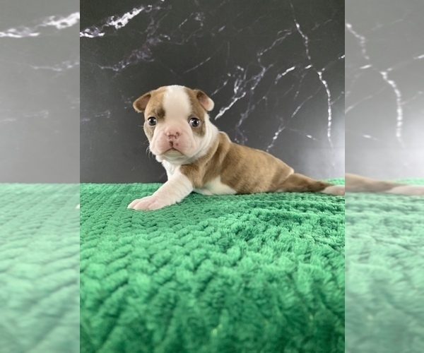 Medium Photo #2 Boston Terrier Puppy For Sale in TULARE, CA, USA