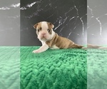 Small #1 Boston Terrier