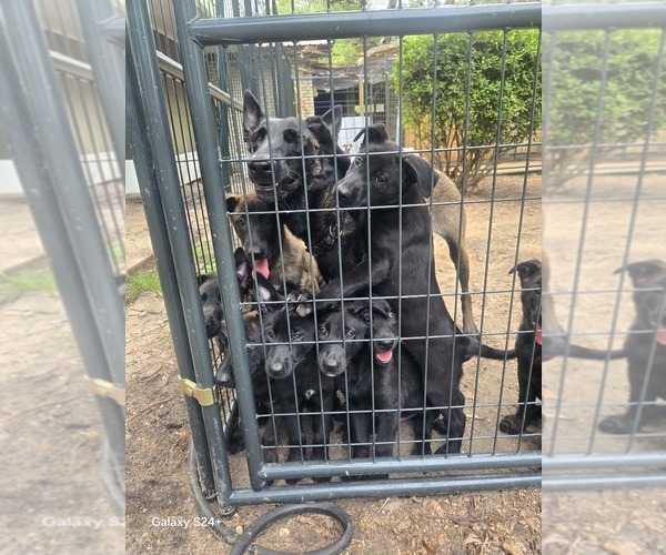 Medium Photo #9 Belgian Malinois Puppy For Sale in CRAWFORDVILLE, FL, USA