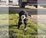 Small Photo #1 Miniature Bernedoodle Puppy For Sale in LONGMONT, CO, USA