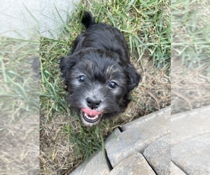 ShihPoo Puppy for sale in JACKSONVILLE, FL, USA