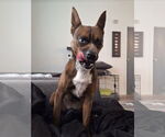 Small #3 Rat Terrier Mix