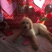 Small Photo #3 Goldendoodle Puppy For Sale in SAINT CLAIR SHORES, MI, USA